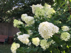 Endless-Summer-Hydrangea-close-up