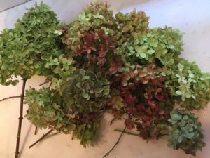 Limelight-hydrangea-blooms-drying