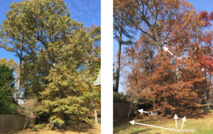 trimming-large-oak-tree