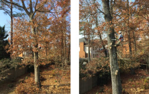 how to trim a large oak tree