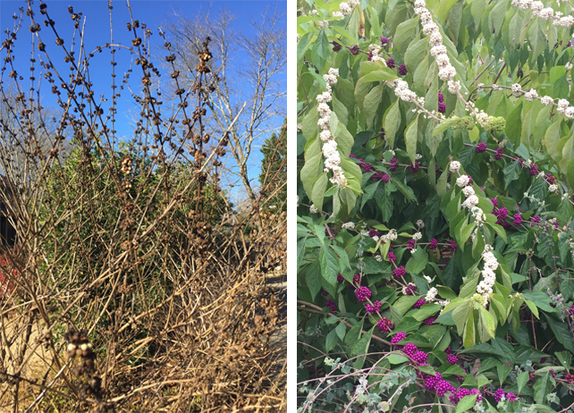 American Beautyberry shrub in summer and winter