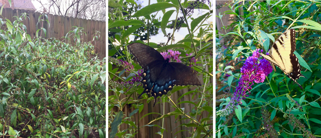 butterfly bush in winter garden