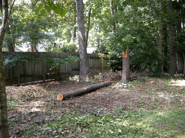 Wild Cherry tree trunk ready to be cut up