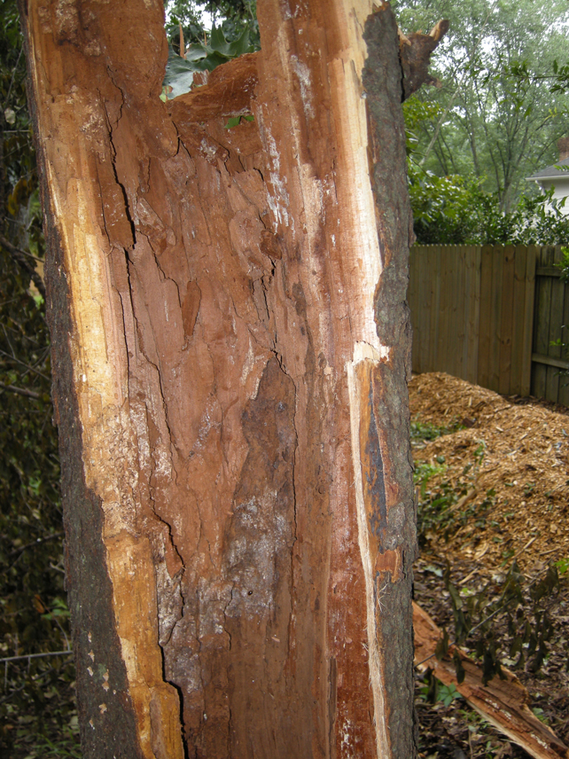 inside hollow tree stump 