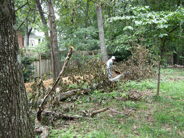 Wild Cherry tree after falling to ground