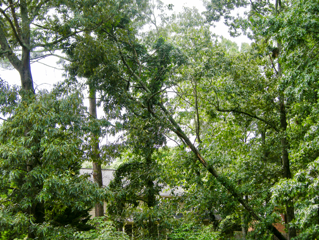 wild cherry tree after it fell