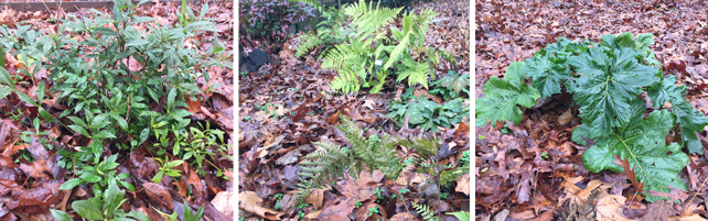 shade garden plants in winter garden