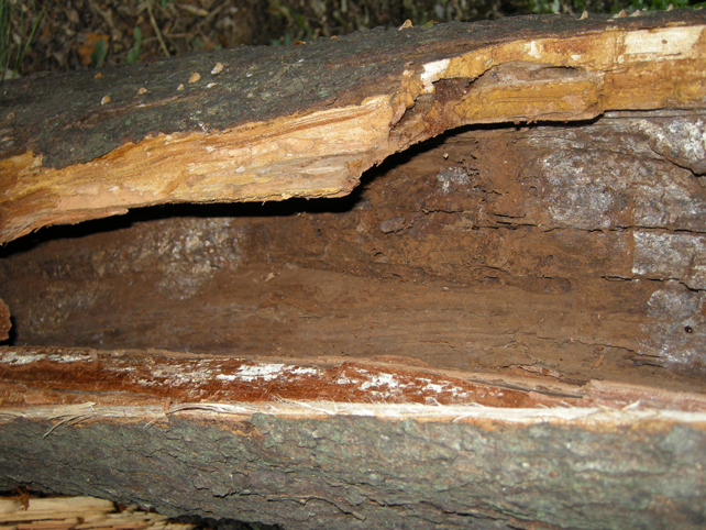 inside hollow tree trunk after falling