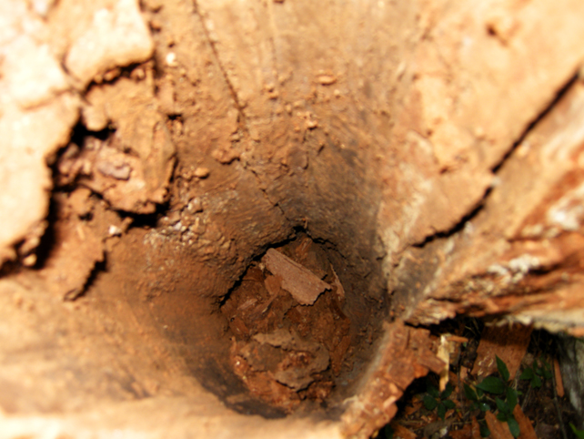 looking inside standing hollow tree stump