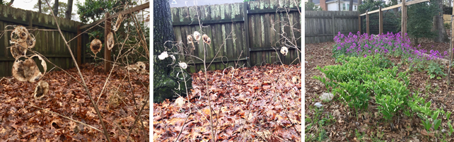 money plant in winter garden