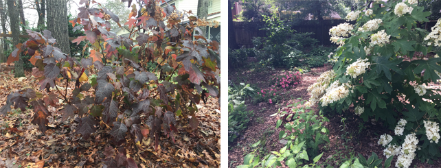 oakleaf hydrangea in summer and winter