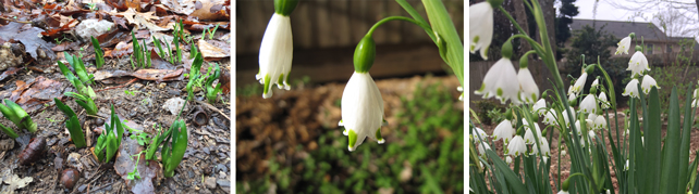 Snowflake flowers winter and spring