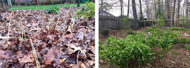 Solomon's Seal in winter garden