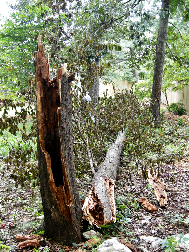 hollow, broken Wild Cherry tree after it fell