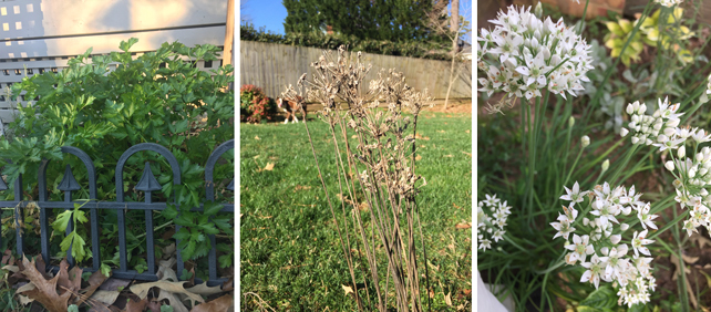 parsley and chives in winter garden