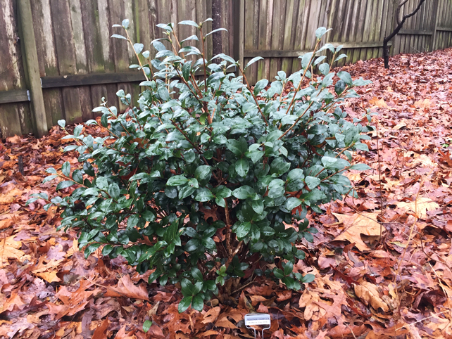 Yuletide Camellia in winter garden