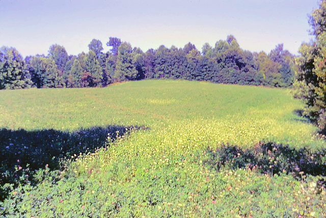 An old slightly faded photo showing an open field of grass and wildflowers surrounded by trees