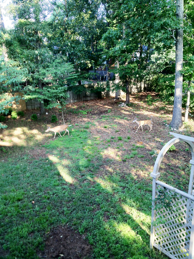 Two deer entering the the back yard of a home. A fence is in the background but not on the right side of the property