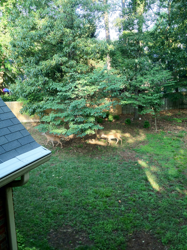 Two deer continue across the back yard of a home after entering on the unfenced right side of the property