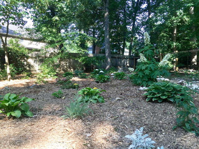 A variety of woodland plants planted in a large space that will ultimately grow to fill in the area and become a lush green woodland garden