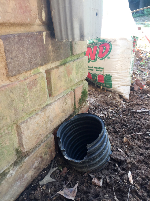 View of end of downspout and broken top of buried flexible drainpipe