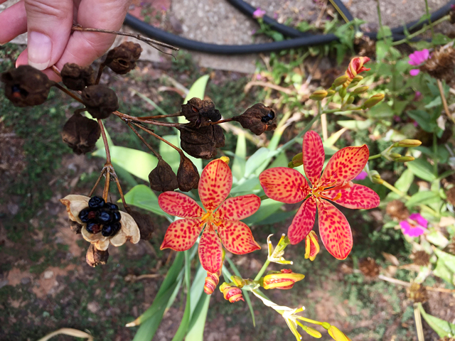 Red and yellow spotted Leopard Lily