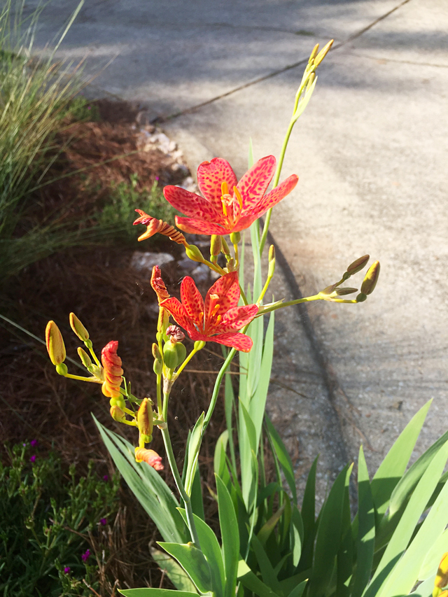 Red and yellow flower of the Leopard Lily