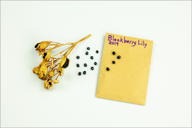 Small black seeds from Blackberry Lily