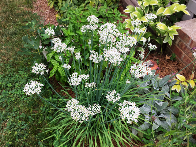 White lacy flowers stand above tall, skinny leaves of Chives plant