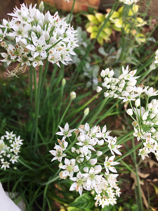 Closeup view of white, petaled chive flower showing small brown seeds