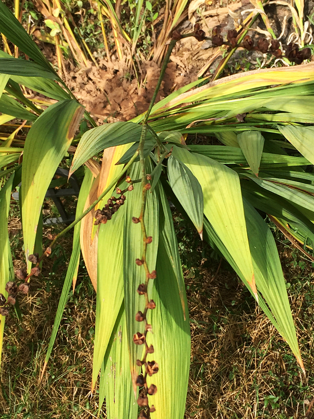 Closeup of small, dried, brown seeds from Crocosmia Lucifer plant