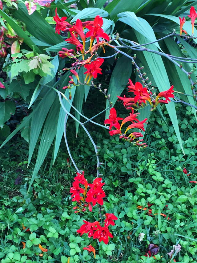 Small stems of various sized red flowers of the Crocosmia Lucifer plant