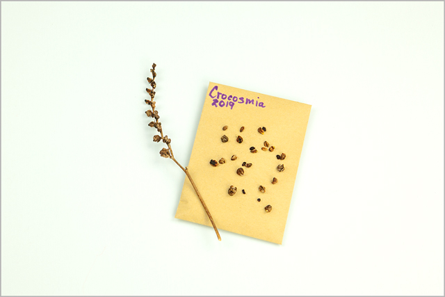 Crocosmia Lucifer seeds lay on gold seed envelope