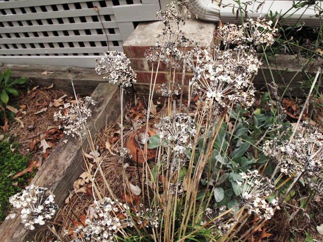 Very dried Chive flowers holding black seeds