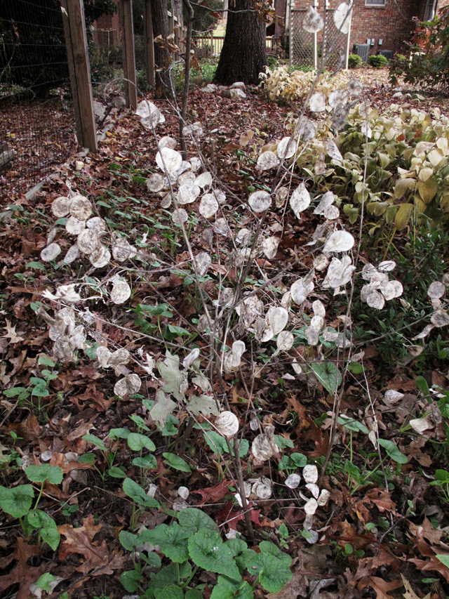 Dried, paper-like, round Money Plant seeds that encase dark seeds