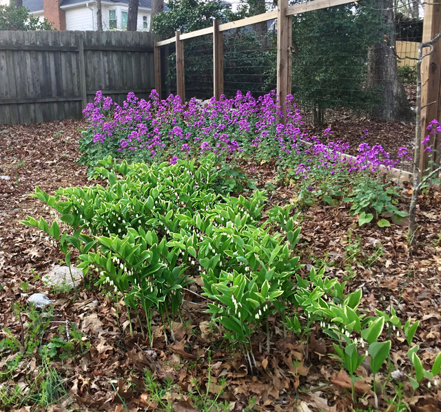 Money Plant in bloom with purple flowers