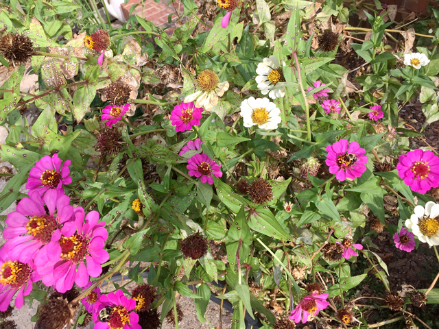 A close-up photo of a bed of purple and while Zinnias. Some seed heads have dried.