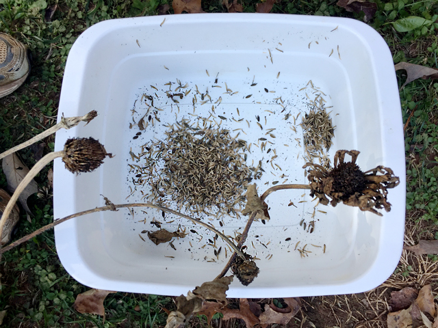 Two dried Zinnia seed pods have been separated into a white plastic container. Small black seeds can be seen.