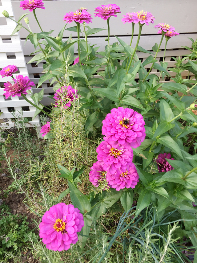 Zinnias in bloom before producing seed pods