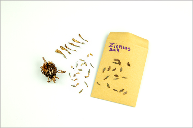 Small gold paper envelope marked with the word  "Zinnias" lies on table before seeds are enclosed