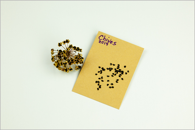 Chive seeds lay on small gold seed envelope