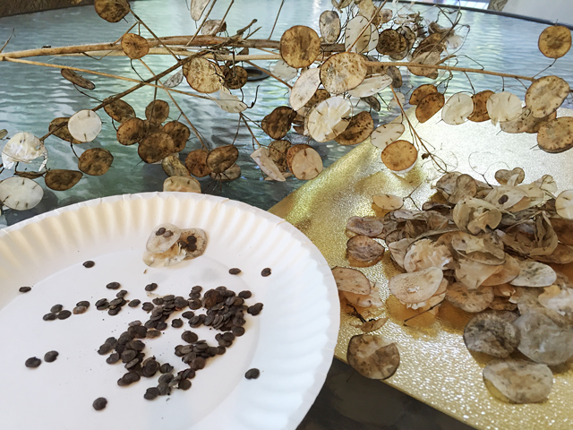 Small brown Money Plant seeds are shown removed from dried plant