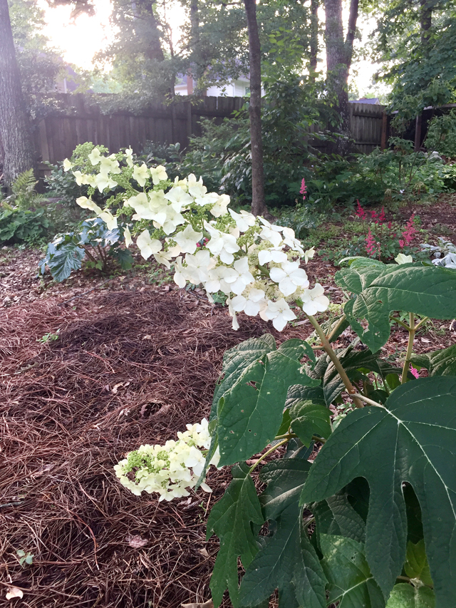 View of corner of woodland garden with Hydrangea in foreground  