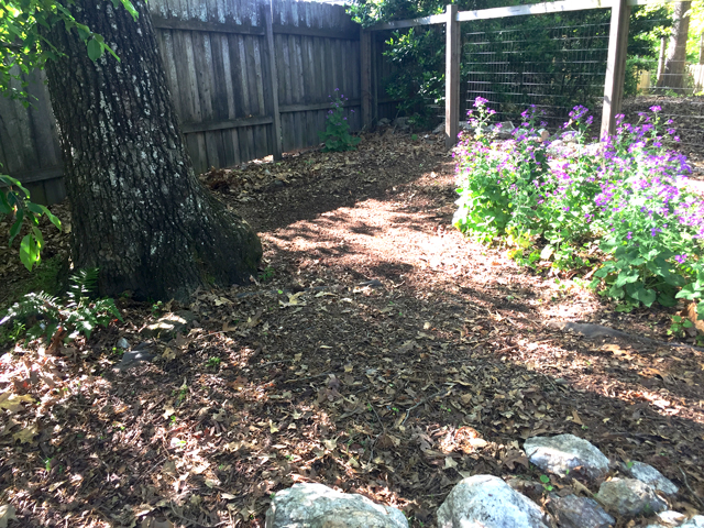 open space in woodland garden for bench