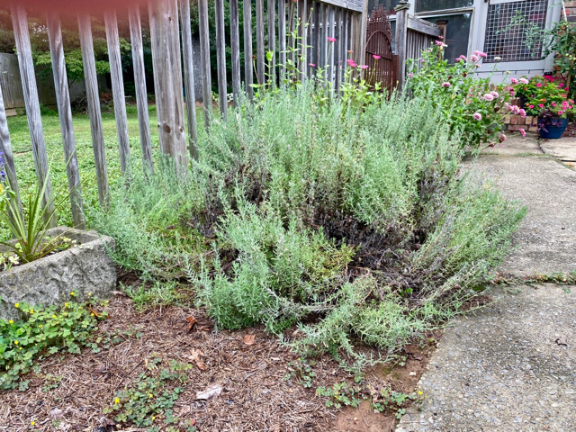 Pruning lavender: how to care for your lavender plant