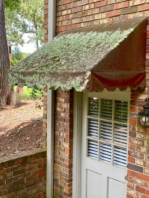 shady side of awning shows no lichens or moss