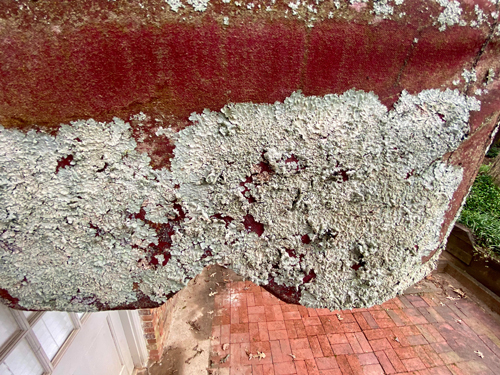 heavily crusted lichen on edge of awning