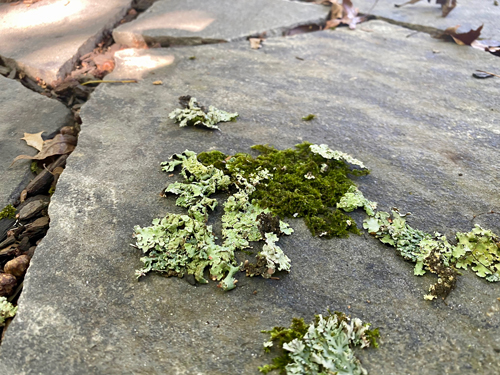 moss and lichen on flagstone
