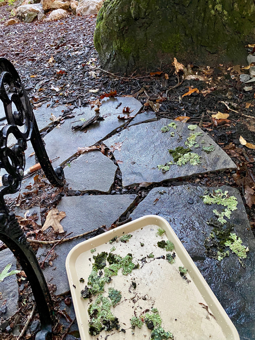 moss and lichen being placed on flagstone in woodland garden