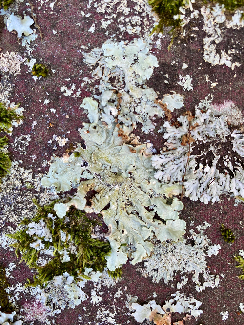 Any ideas on how to do that hanging moss/lichen/whatever it's called? :  r/TerrainBuilding